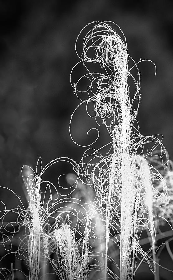 Ornamental Grass In Black And White -photography By Ann Powell Photograph