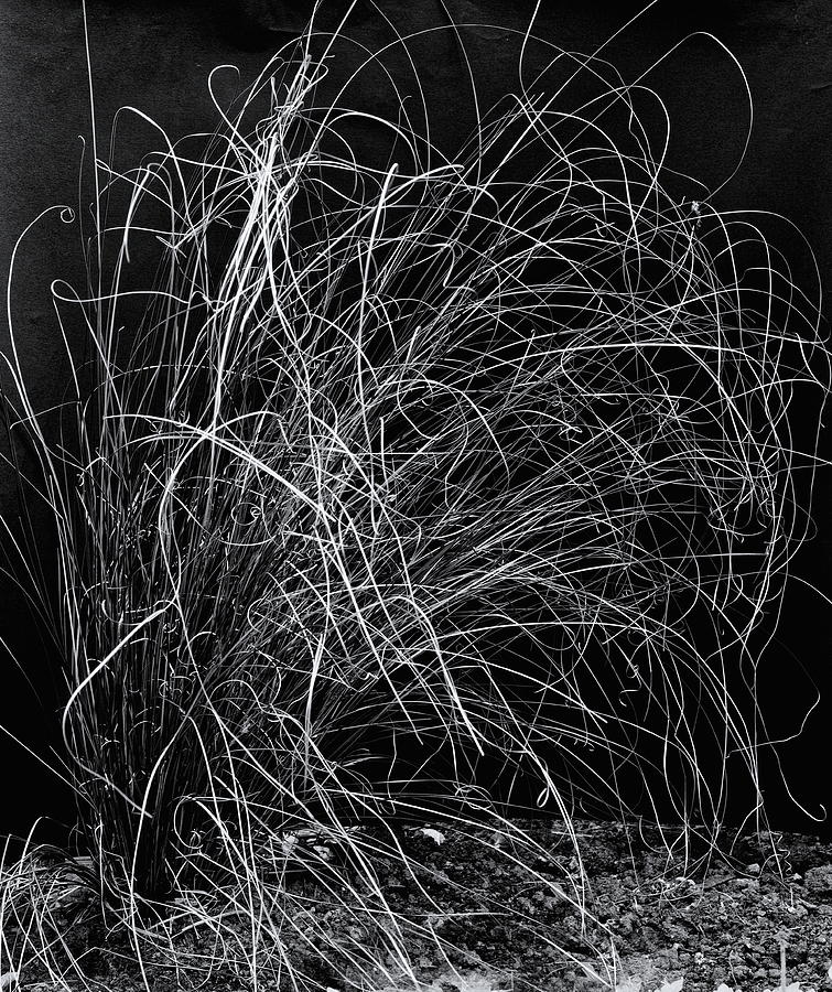 Ornamental Grass Monochrome Photograph