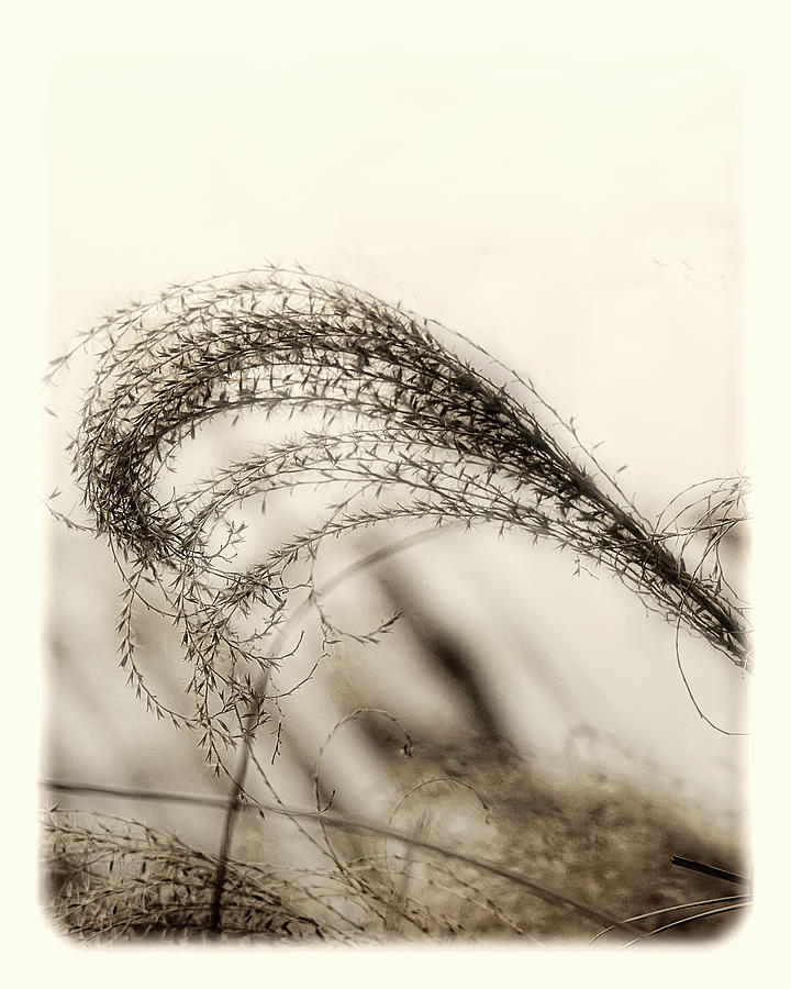 Ornamental Grass Sepia Toned Photograph