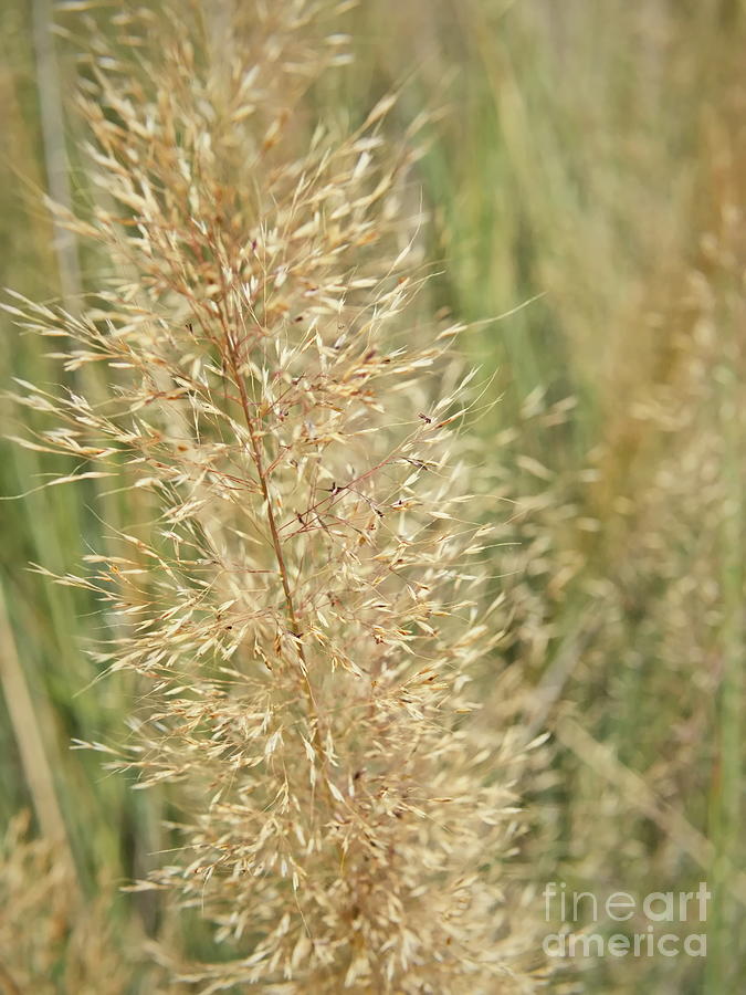 Ornamental Grasses Photograph