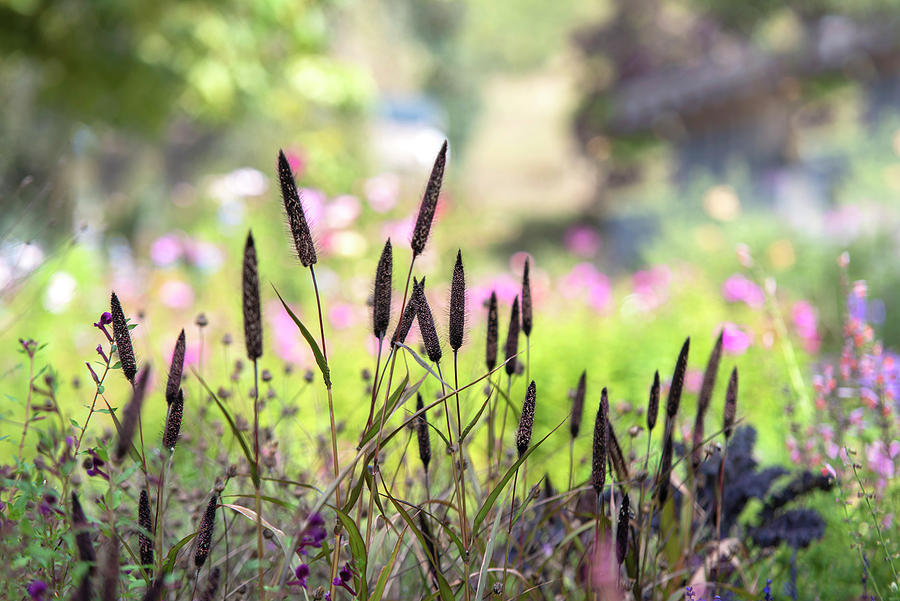 Ornamental Millet Grass Photograph by Jenny Rainbow