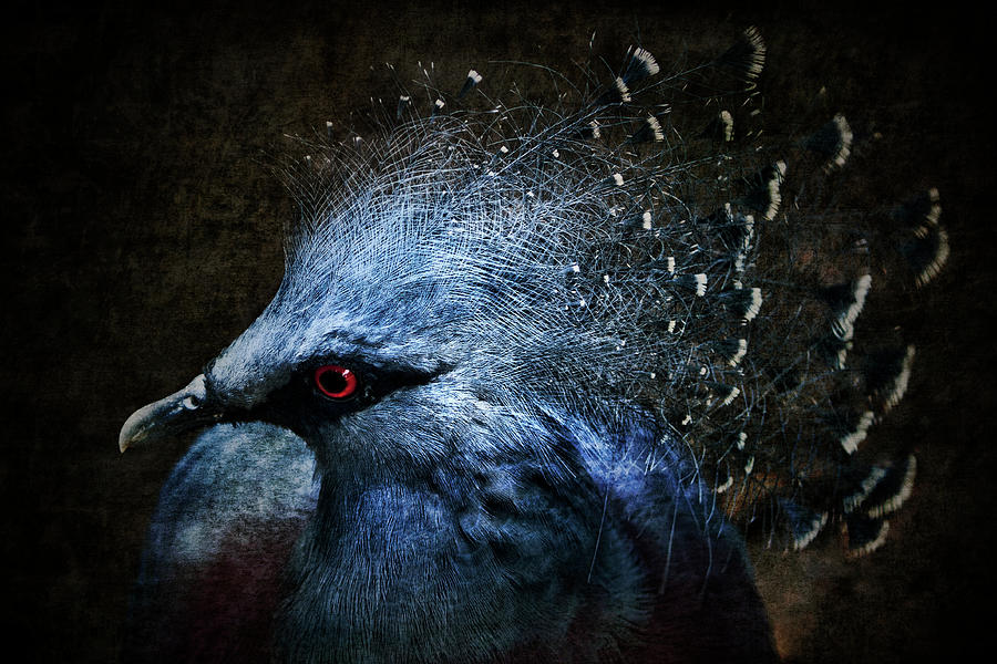 Pigeon Photograph - Ornamental Nature by Andrew Paranavitana