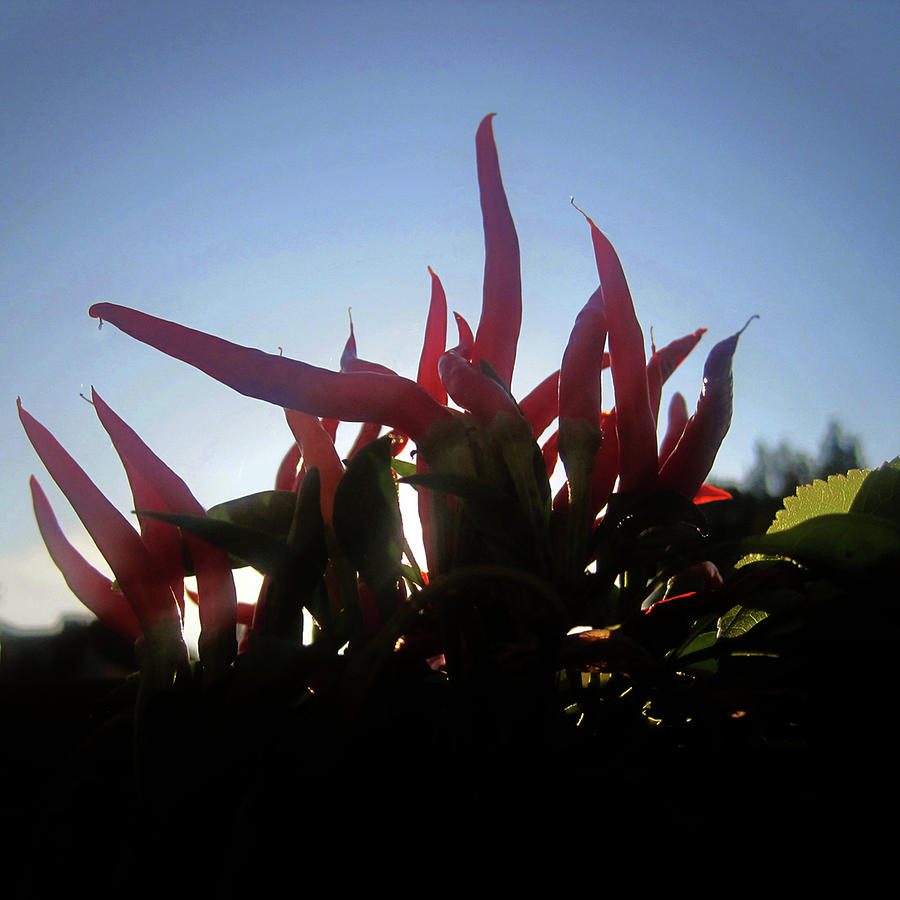 Ornamental Peppers At Sunrise Photograph