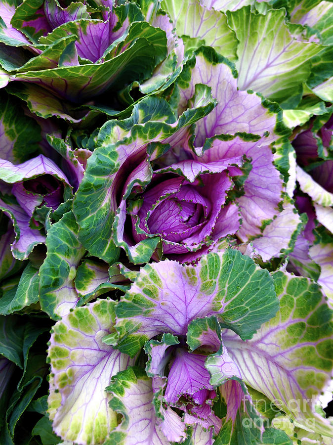 Ornamental Pink Winter Cabbage Photograph by Doc Braham