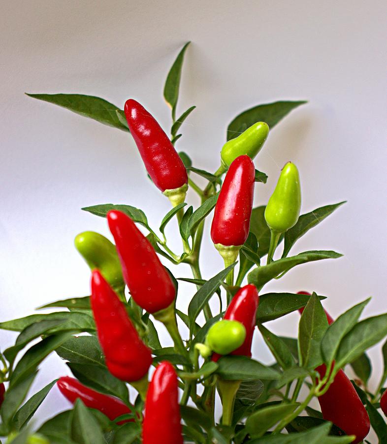 Ornamental Red and Green Peppers Photograph by Charlene Adler - Fine ...