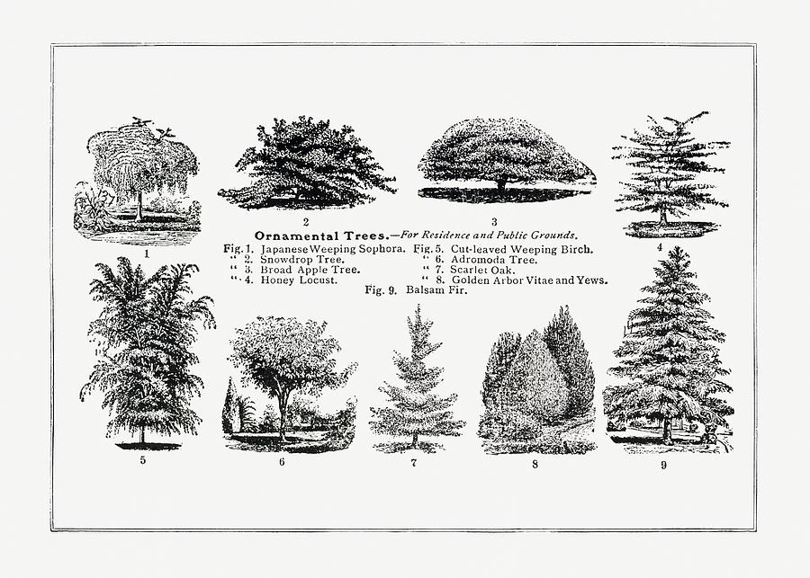 Black And White Digital Art - Ornamental Trees 01 - Vintage Botanical  Illustration - The Open Door to Independence by Studio Grafiikka