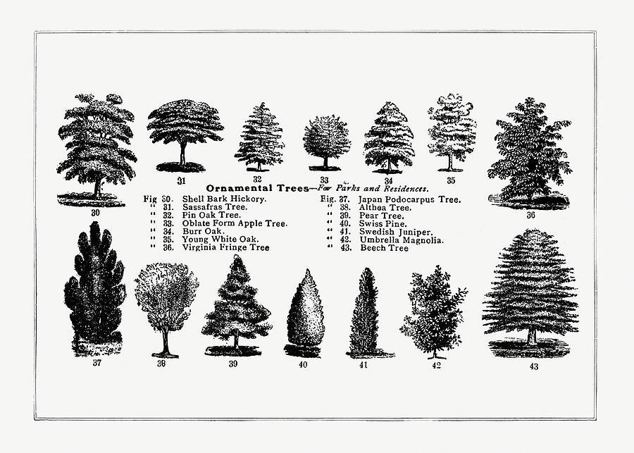 Tree Digital Art - Ornamental Trees - Vintage Botanical  Illustration - The Open Door to Independence by Studio Grafiikka