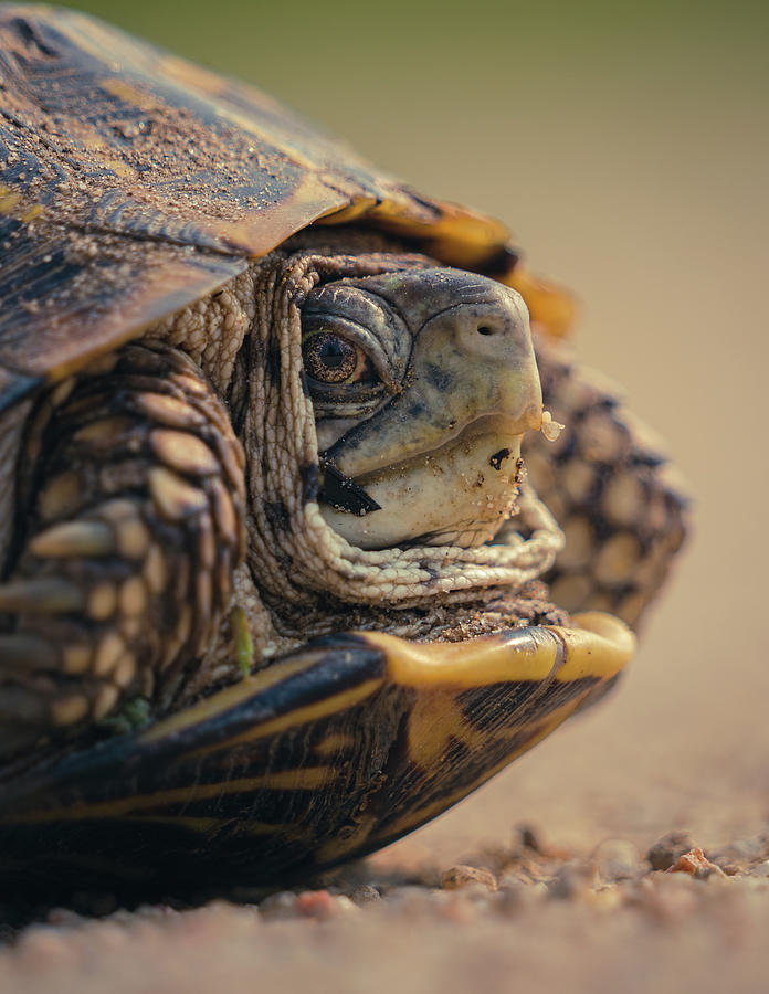 Ornate Box Turtle Photograph by Aaron Archuleta - Fine Art America