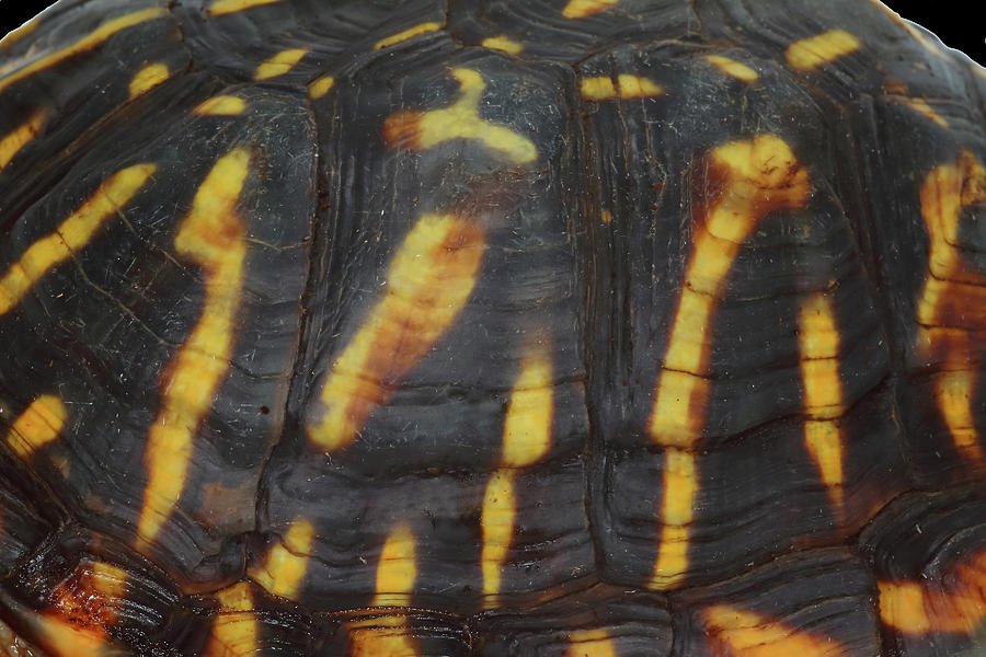 Ornate Box Turtle Shell as Art Photograph by Michael Redmer - Fine Art ...