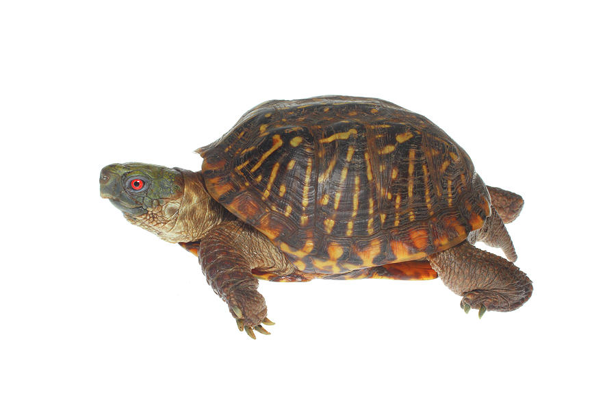 Ornate Box Turtle, White Background Photograph by Michael Redmer - Fine ...