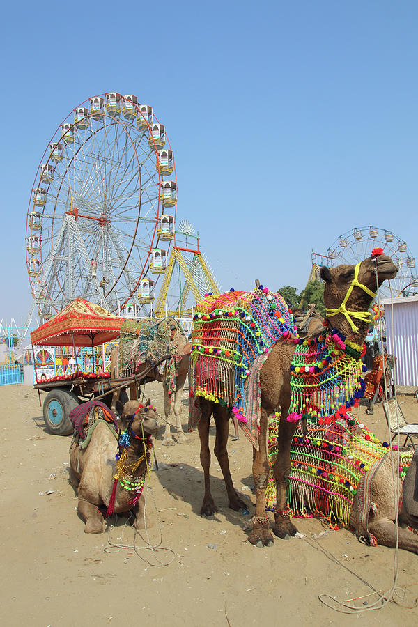 ornate camels and ferris wheels at Pushkar camel fair Photograph by Mikhail Kokhanchikov