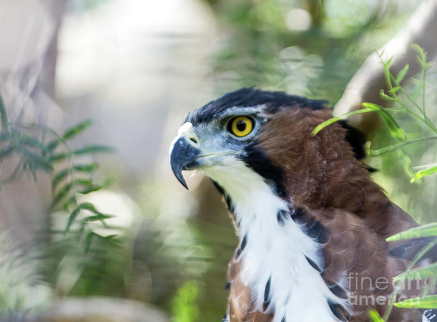 San Diego Zoo Photograph - Ornate Hawk Eagle 5.2764 by Stephen Parker