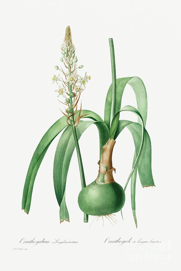 Nature Painting - Ornithogalum Longibracteatum 1802 -1816 by Pierre-Joseph Redoute and Henry Joseph Redoute by Shop Ability