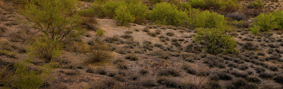 Oro Valley Vista P24222BL4 Photograph by Mark Myhaver