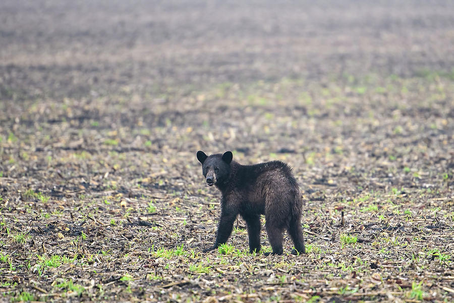 Orphan Bear Cub Photograph by Fon Denton