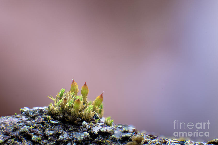 Orthotrichum by Katie Joya Orthotrichum by Katie Joya