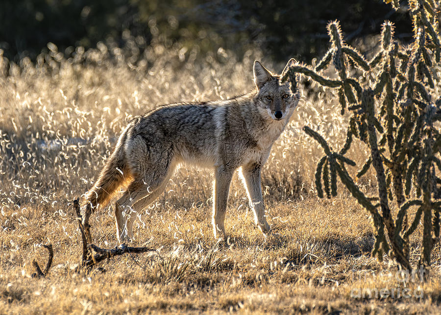 Ortiz Mountain Coyote 3 Photograph by Steven Natanson - Fine Art America