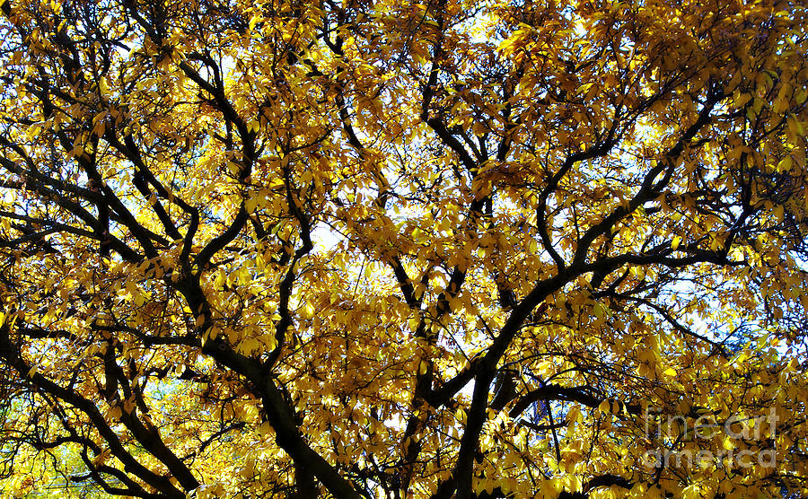 Orton - Golden Fall Leaves And Branches Photograph by Frank J Casella