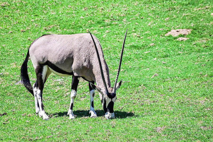 Oryx Photograph by Ed Stokes