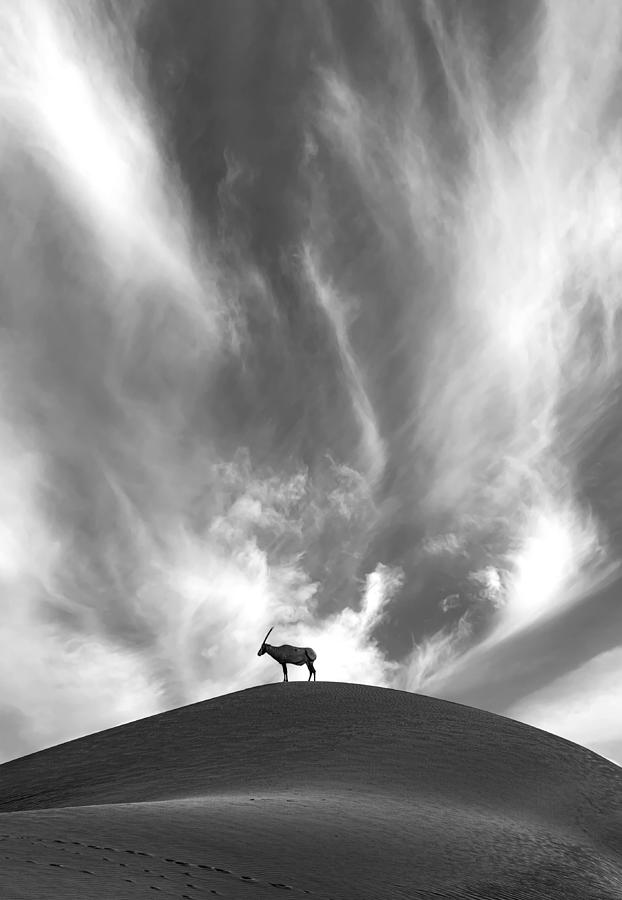 Oryx on a hill Photograph by Sofie Conte