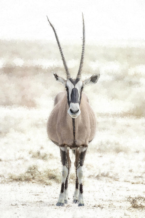 Oryx Posing at Etosha Photograph by Belinda Greb