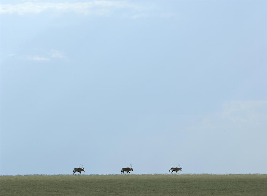 Oryx walking through savanna Photograph by Franz Aberham