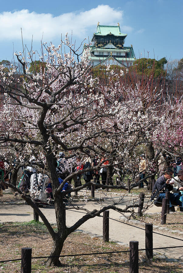 Spring Photograph - Osaka Castle Peach Grove by Sergey Potapenko