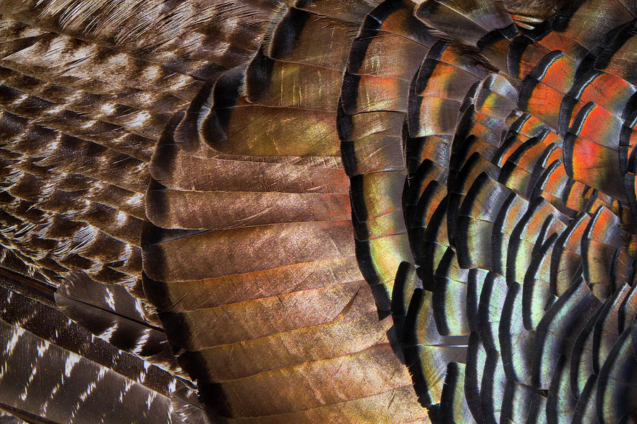 Osceola Turkey Feathers by Susan Pantuso