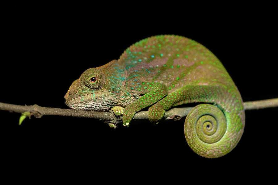 O'Shaughnessy's chameleon, Calumma Oshaugnessyi, Andasibe-Mantadia ...