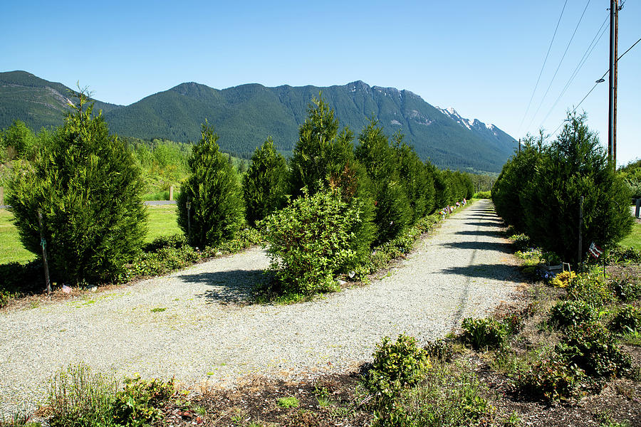 Oso Trees in May Photograph by Tom Cochran