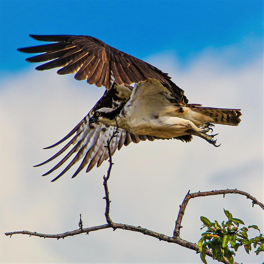 Osprey9 Photograph by John Linnemeyer