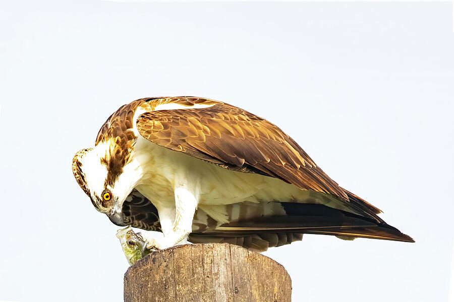 Osprey-060A Photograph by Sally Fuller