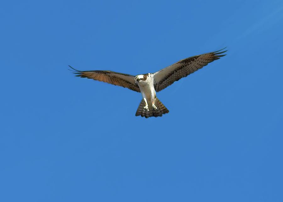 Osprey Photograph - Osprey #1 by Matthew Adelman Osprey Photograph - Osprey #1 by Matthew Adelman