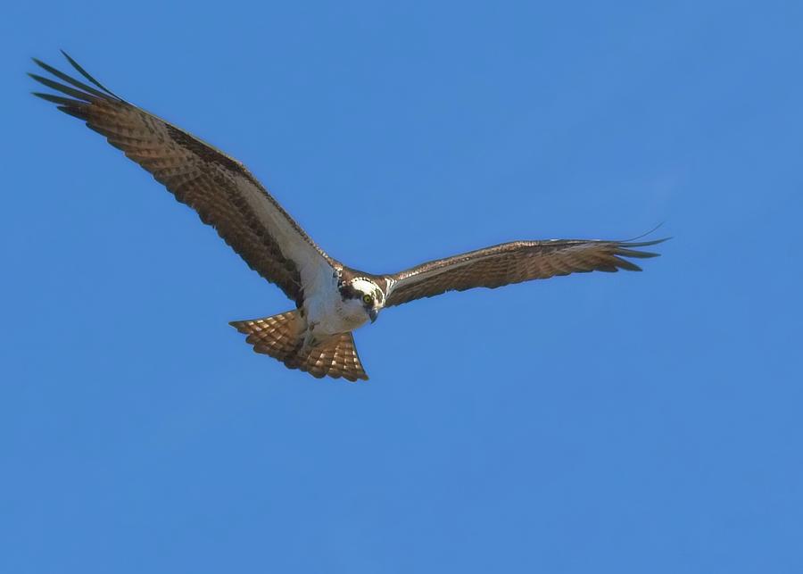 Color Photograph - Osprey #2 by Matthew Adelman Color Photograph - Osprey #2 by Matthew Adelman