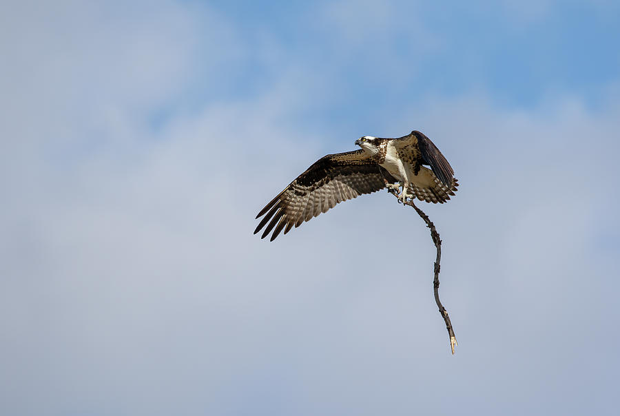 Osprey 2020-1 Photograph by Thomas Young