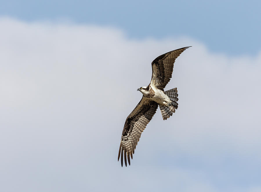 Osprey 2020-2 Photograph by Thomas Young