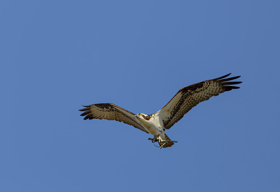 Osprey 2020-3 Photograph by Thomas Young