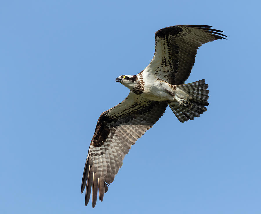 Osprey 2021-1 Photograph by Thomas Young