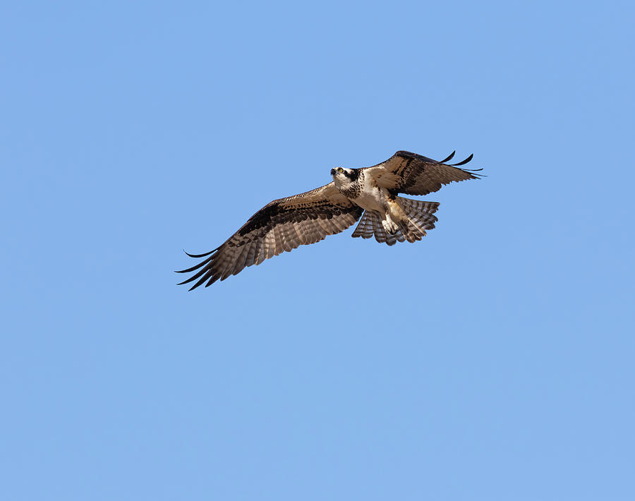 Osprey 2022-1 Photograph by Thomas Young