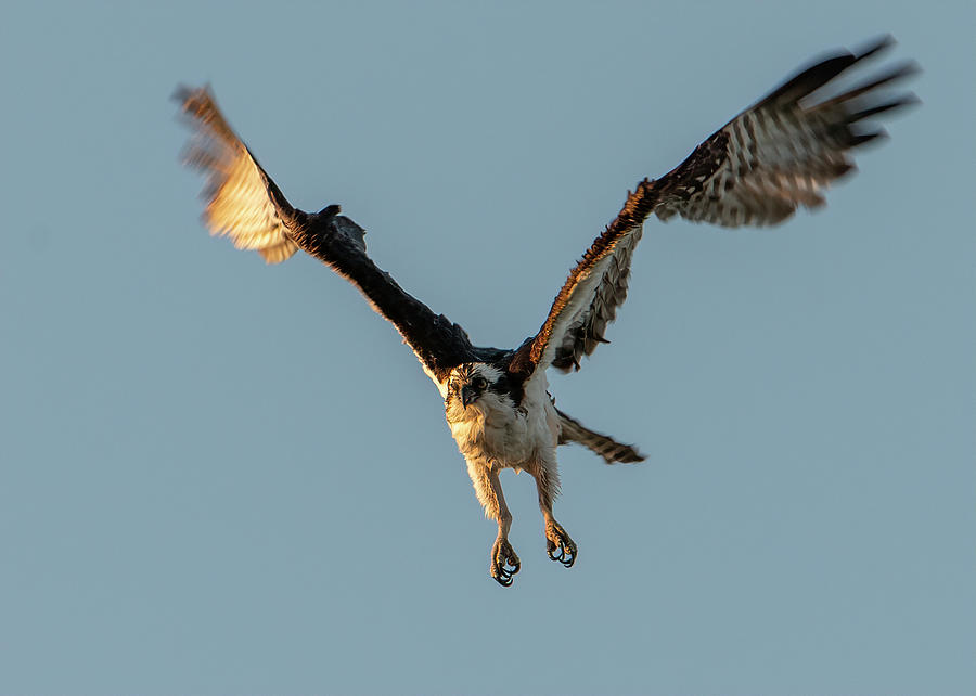 Osprey #27 Photograph by Wade Aiken