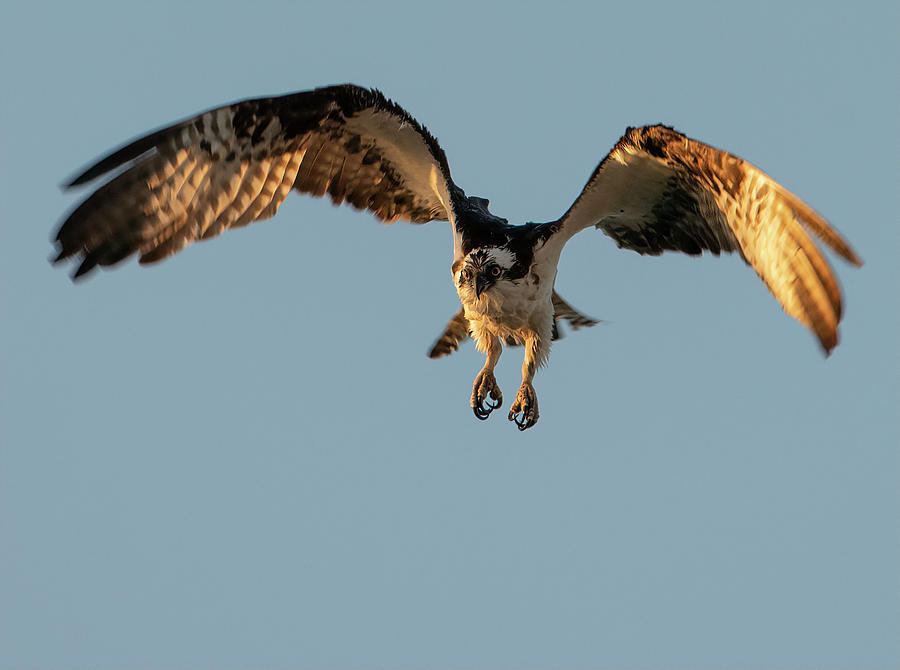 Osprey #29 Photograph by Wade Aiken