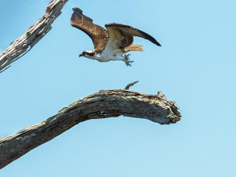 Osprey 3 Photograph by J M Farris Photography