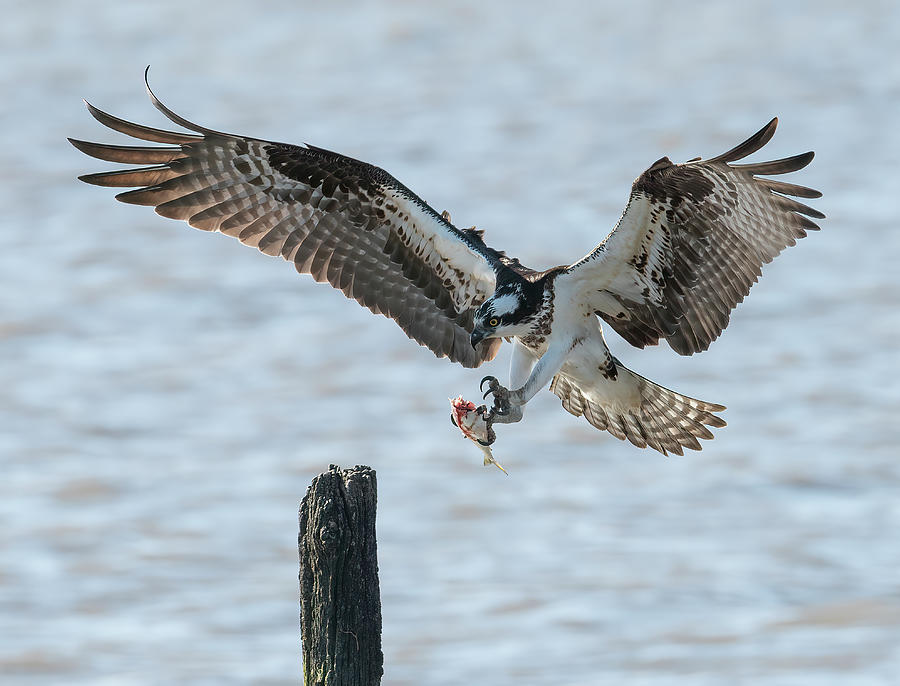 Osprey #30 Photograph by Wade Aiken