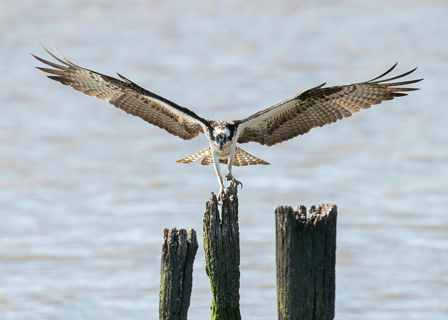 Osprey #31 Photograph by Wade Aiken