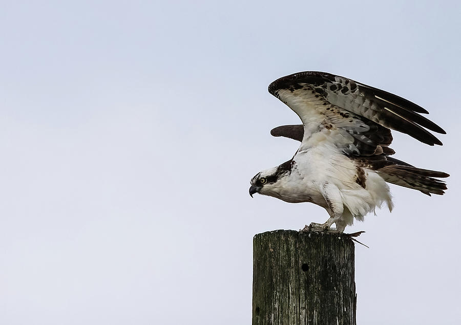 Osprey About To Take Flight Photograph
