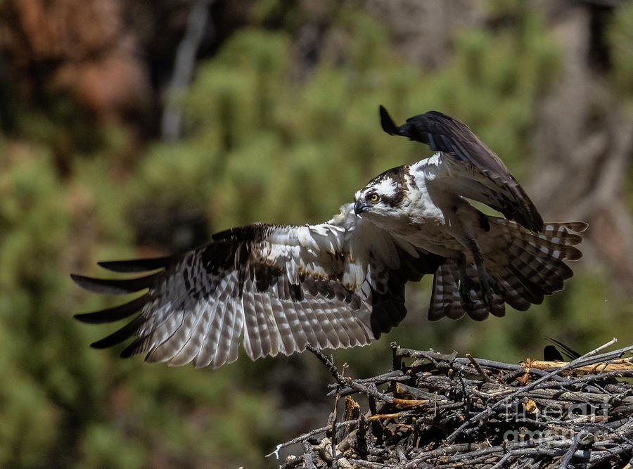 Osprey Amazing Flight Photograph by Steven Krull