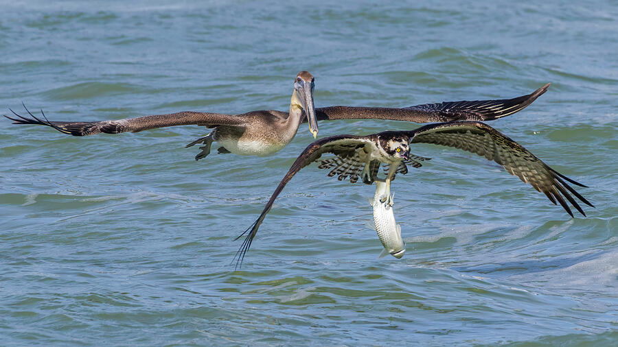 Osprey and Brown Pelican Photograph by Adam Rainoff
