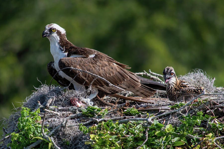 Osprey and Chick Photograph by Bradford Martin