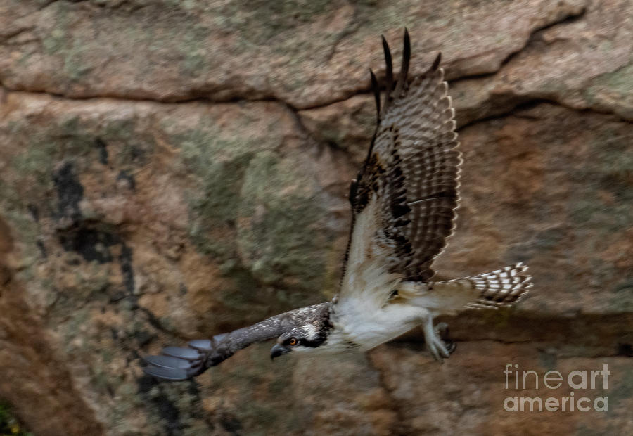 Osprey and Cliffs in Eleven Mile Canyon  Photograph by Steven Krull