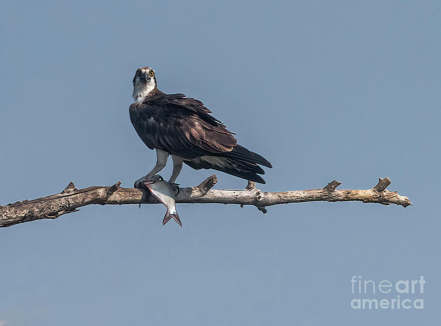Osprey And Fish Photograph by Jon Burch Photography